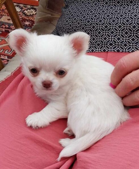 Gedragsbegeleiding bij puppy's