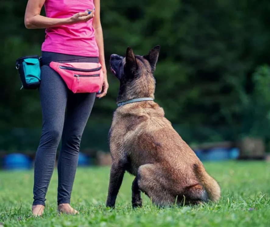 Gedragsbegeleider :hondentrainer