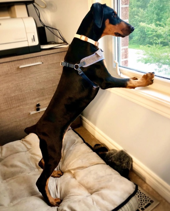 de demodratische methode : Blaffende hond aan het raam