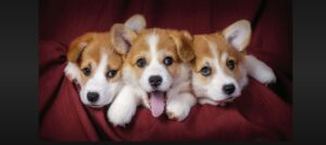 drie puppies
