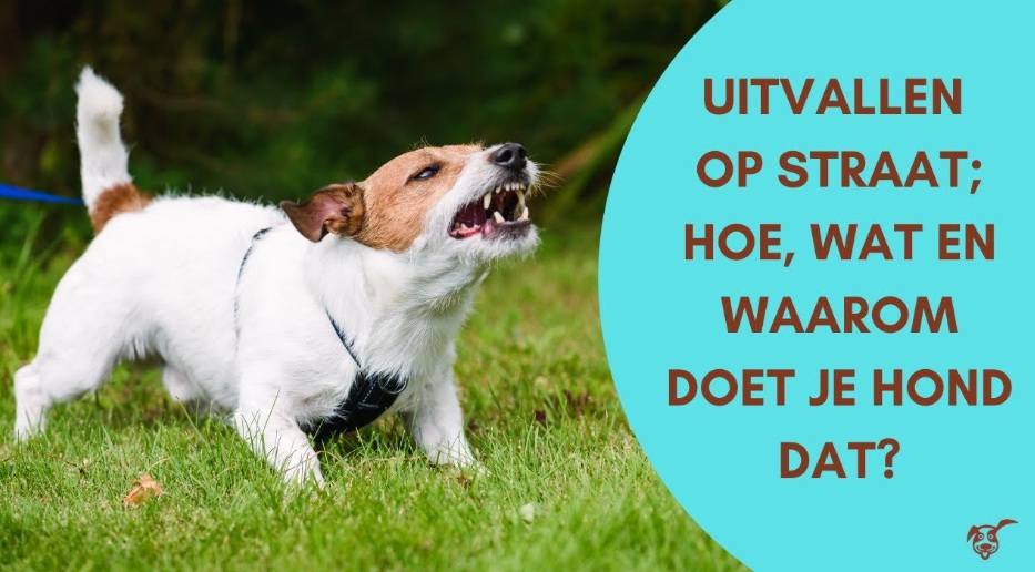 Gedragsconsult : uitvallen op straat